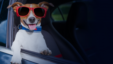 enlever les poils des animaux de la voiture.